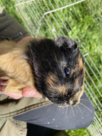 Image 2 of Young male guinea pig for sale