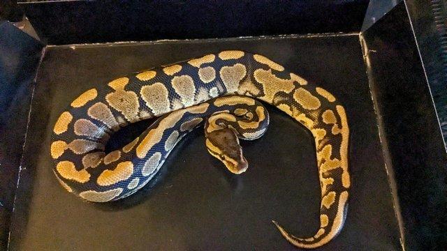 Image 5 of Various Royal Python's Available