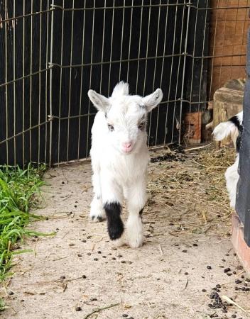 Image 5 of Beautiful Pygmy Kid Goats for Sale