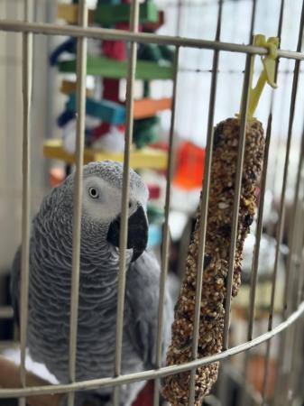 Image 5 of African grey parrot male