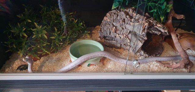 Preview of the first image of 3 year old male Corn Snake and complete Vivarium..