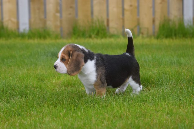 Image 3 of Gorgeous, Chunky Beagle Puppies