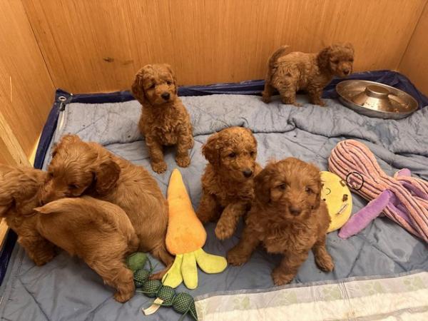 Image 12 of 2 x red male cockapoo puppies available end april