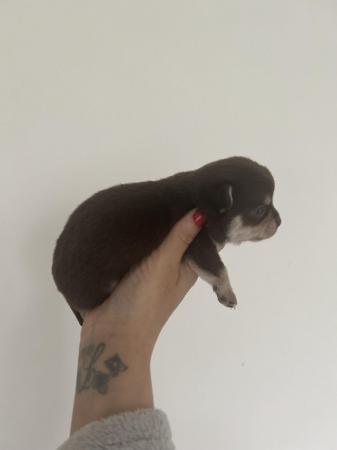 Image 9 of Teacup chihuahuas for sale