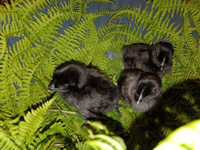 Preview of the first image of Ayam Cemani Hatching Eggs.