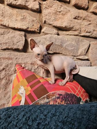 Image 7 of Playful and loving Sphynx kittens