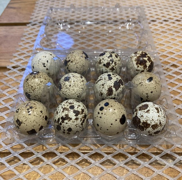 Preview of the first image of Jumbo Quail Hatching Eggs.