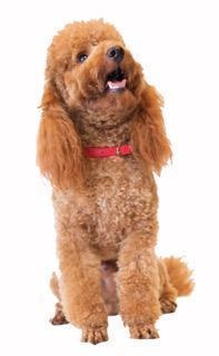 Image 3 of Stunning Red Mini Poodle Stud, Multiple DNA + Health Tested.