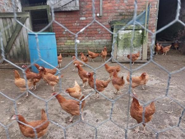 Image 1 of brown pol chickens availble