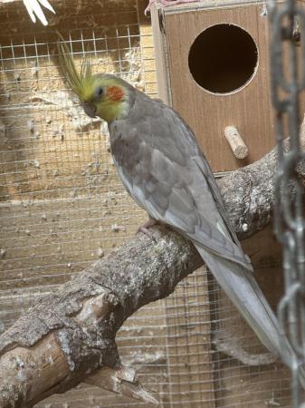 Image 3 of Beautiful male cockatiel for sale