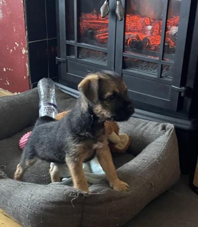 Image 5 of KC registered Border Terrier puppies