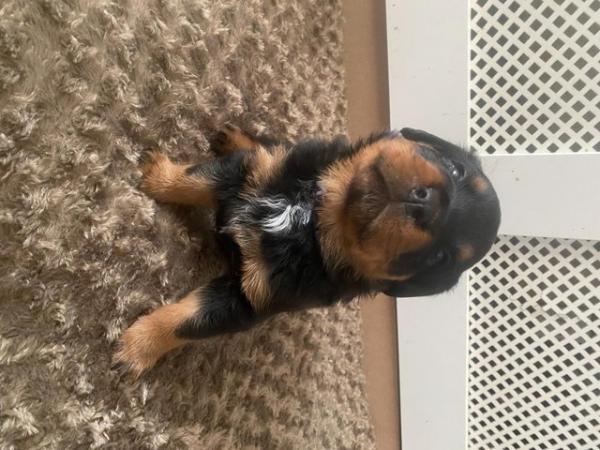 Image 12 of 4 week old Rottweiler puppies for sale