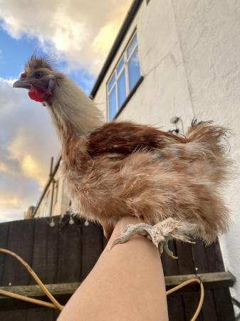 Image 2 of Gorgeous male chickens for sale