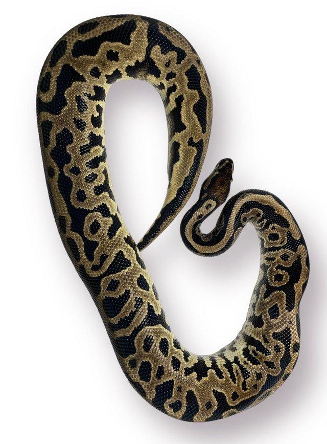 Preview of the first image of CB22 Male Leopard HRA Possible Het Pied Royal Python.