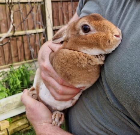 Image 3 of Female Mini Rex. Approx 9mths old. Only £15