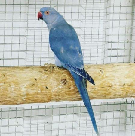 Image 2 of Beautiful ringneck parakeets available
