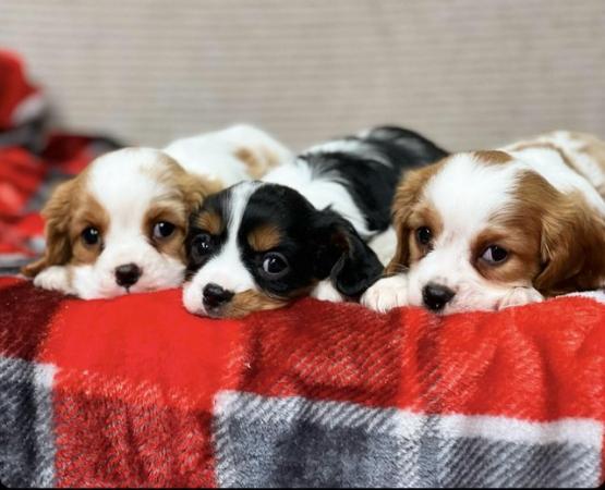Image 3 of STUNNING CAVALIER KING CHARLES PUPPIES