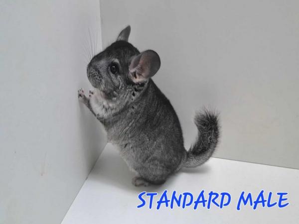 Image 2 of STUNNING BABIES CHINCHILLA MIX COLOURSfemale and male