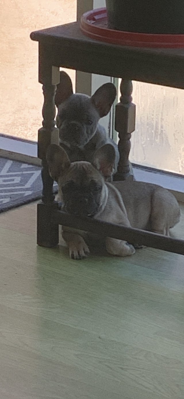 Preview of the first image of Two very healthy French Bulldog Puppies.