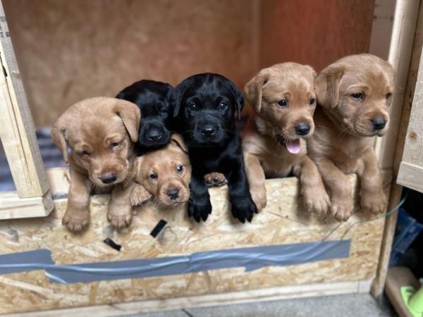 Image 1 of KC registered Labrador puppies