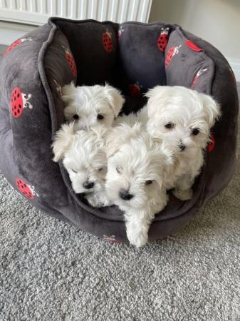Image 5 of Beautiful Tiny Quality KC Maltese Puppies For Sale