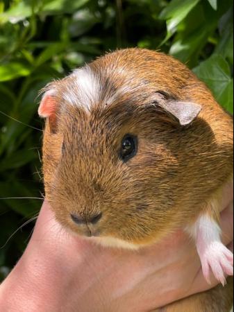Image 3 of 1 year old female guinea pigs