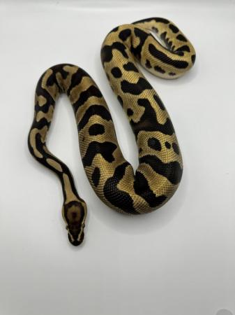 Image 4 of Male and female ball pythons for sale