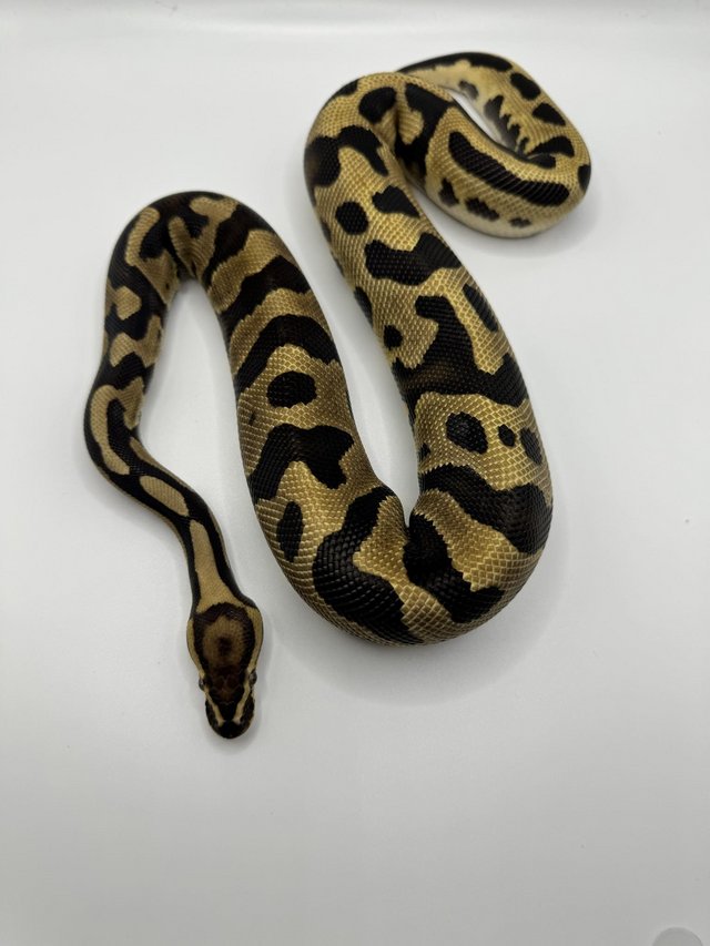Preview of the first image of Male leopard fire het pied het clown ball python.