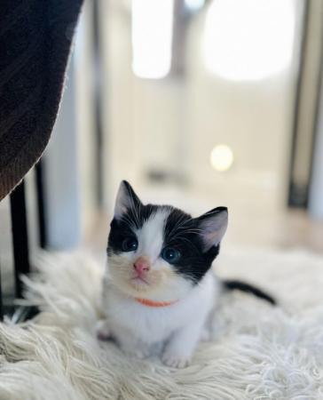 Image 11 of Last black and white boy and girl kittens for sale