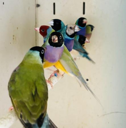 Image 2 of Gouldian finches available 2023 hatched