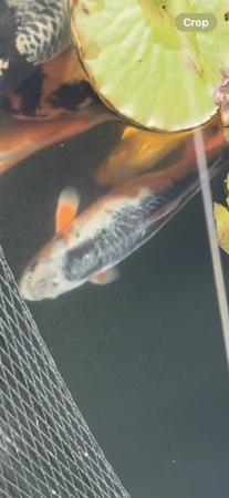 Image 5 of Koi now sold ………………………….