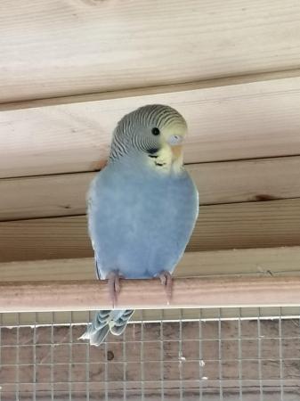 Image 6 of Young budgies, budgerigars, easily hand tamed