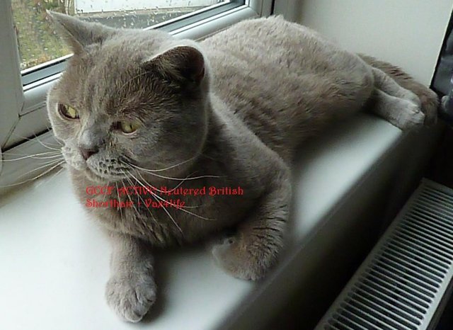 Preview of the first image of British Shorthair Boy Neutered GCCF Active needs forever hom.