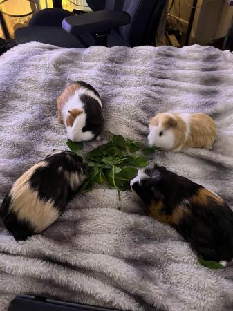 Image 1 of four lovely female guinea pigs