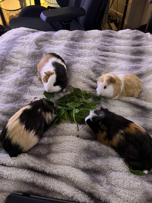 Preview of the first image of four lovely female guinea pigs.