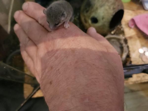 Image 3 of Baby African dormice for sale..
