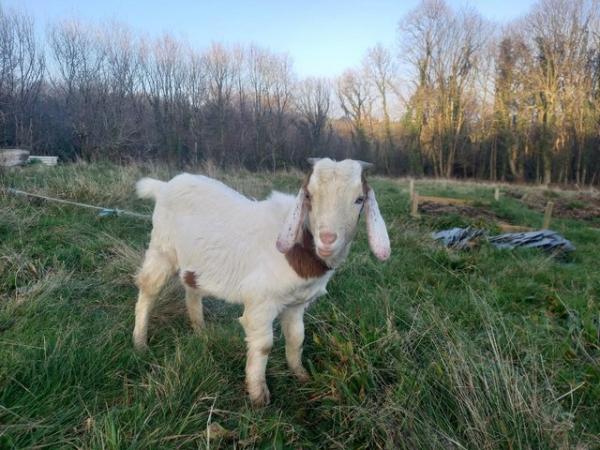 Image 1 of goats mixed breeds - rehoming