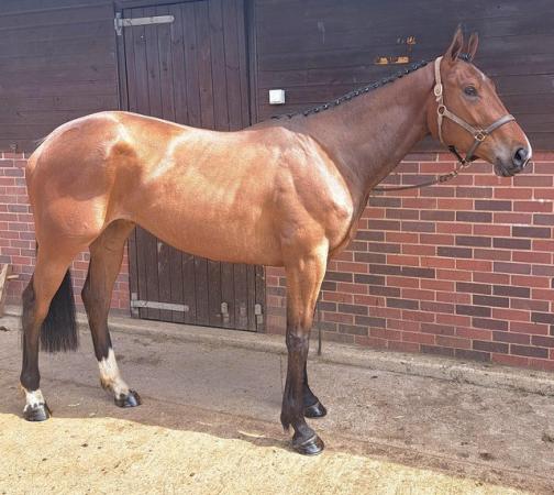 Image 3 of Stunning 3yr old event type filly