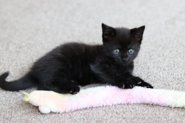 Image 13 of Gorgeous Kittens Ready SOON