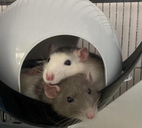 Image 5 of 2 Male rats looking for a home (price for both)