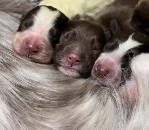 Image 5 of Rare Boykin/Cocker Spaniel pups for sale