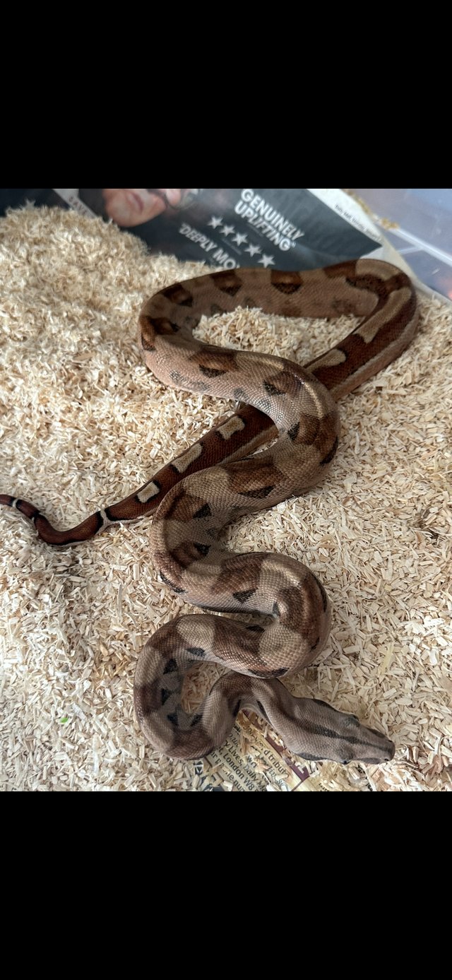 Preview of the first image of CB23 male Hypo 66% het Blood/Kahl.