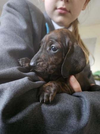 Image 2 of Ready now Standard dachshund puppy show bred