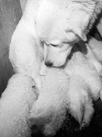 Image 2 of Stunning Italian Maremma sheepdog puppy 1 left