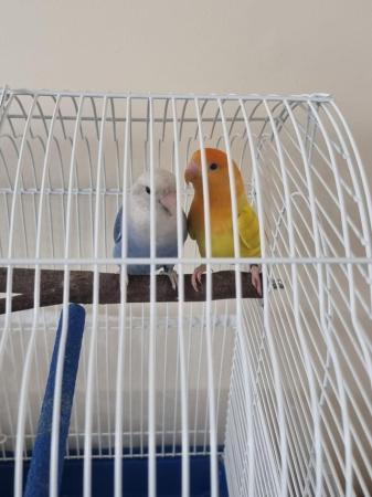 Image 2 of Pair of Lovebirds for Sale