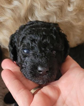 Image 8 of 1girl left! Beautiful F1b puppy ready to leave 18/06/24