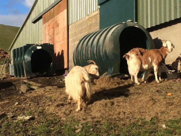 Image 2 of Livestock shelter for goats, sheep, lambs, hens, ducks.