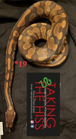 Image 7 of Royal pythons various morphs 2013-2021