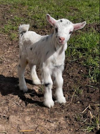 Image 8 of Registered Male Dwarf Dairy Goat Kids like Nigerian Dwarf