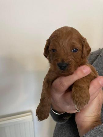 Cavapoochon toy puppies for sale - Image 6 of 12